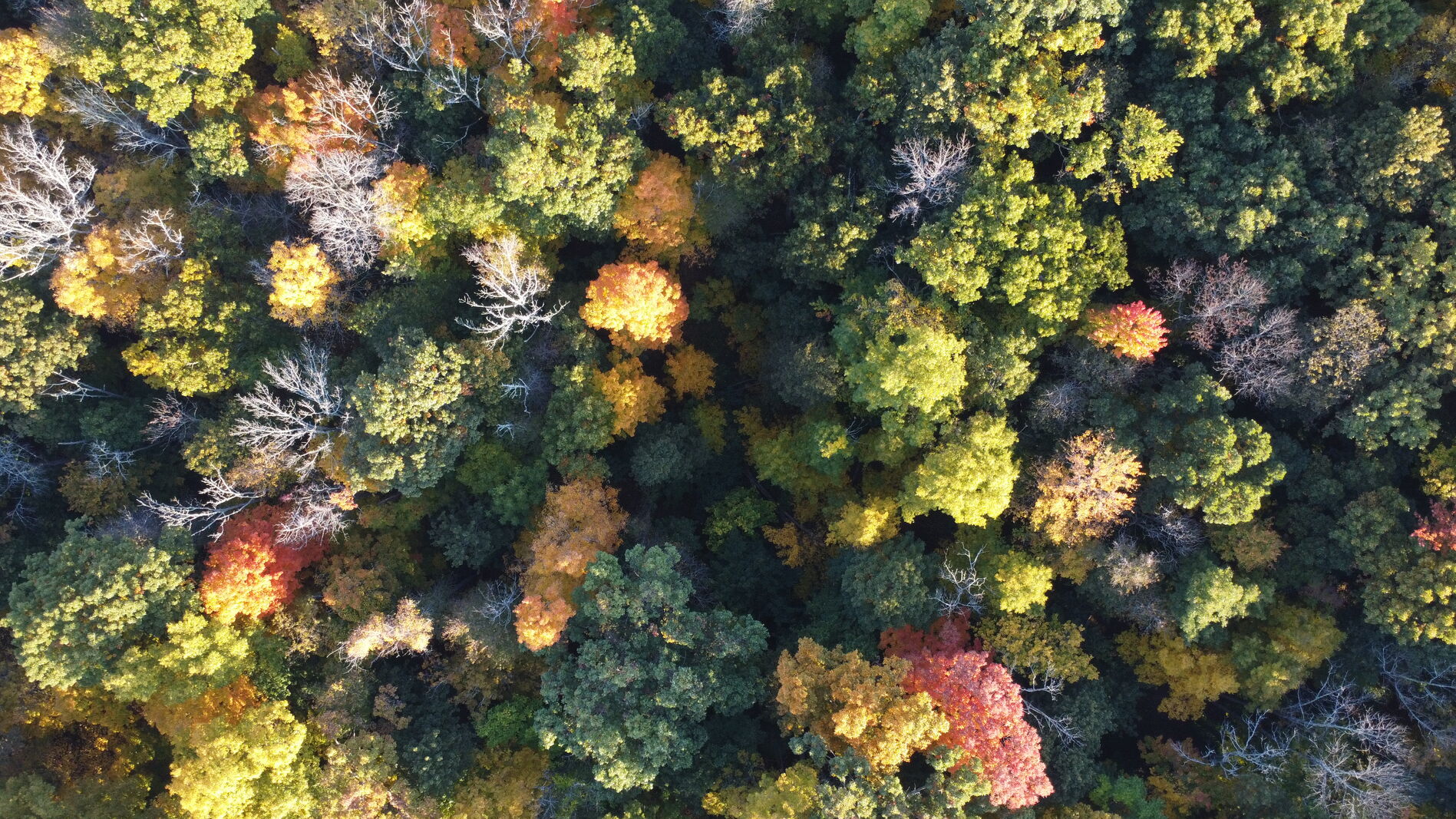 Top-down aerial of a dense red autumn canopy.