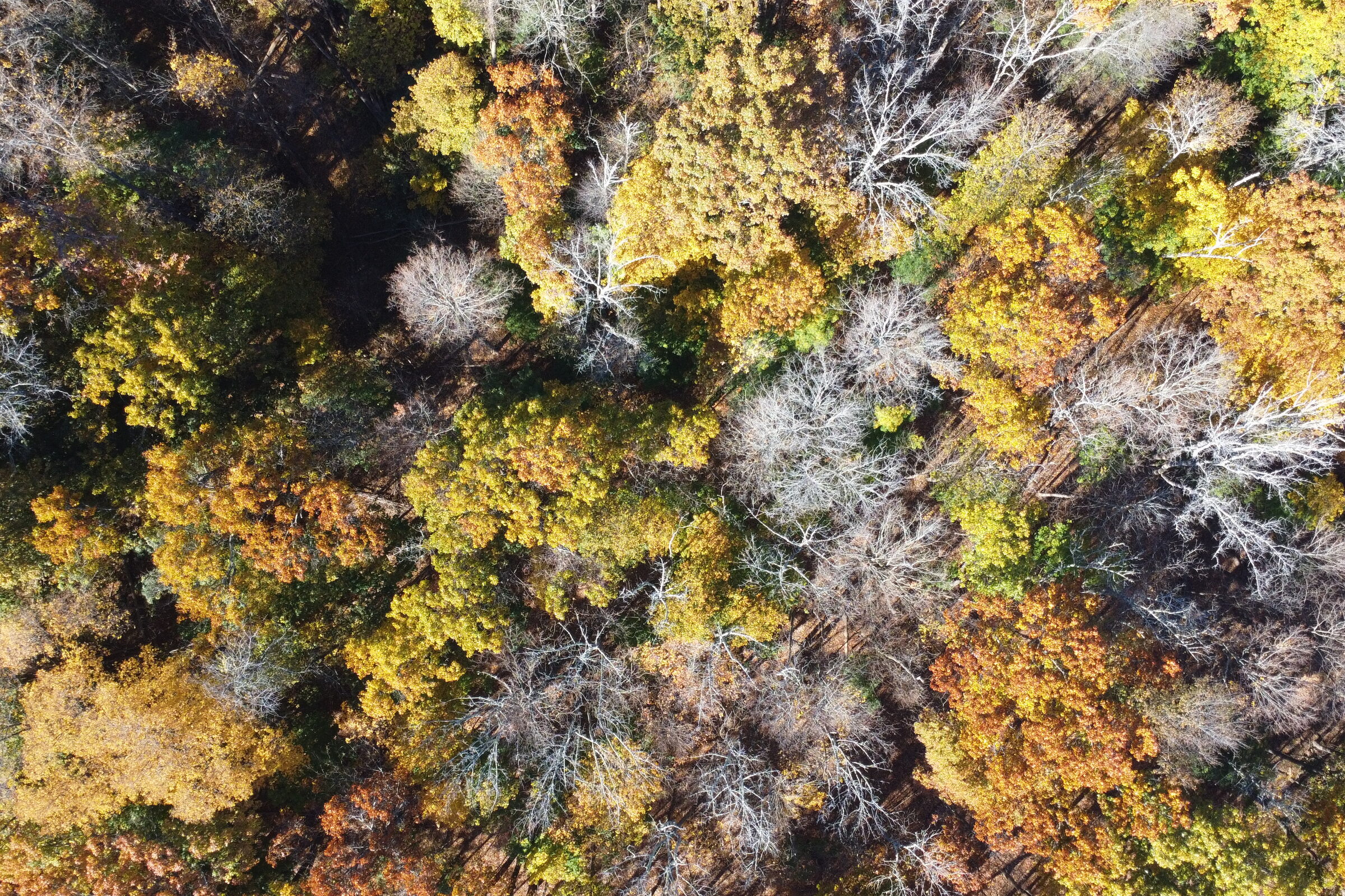 Aerial view of a bare branch lattice woven through gold autumn foliage, evoking a complex network.